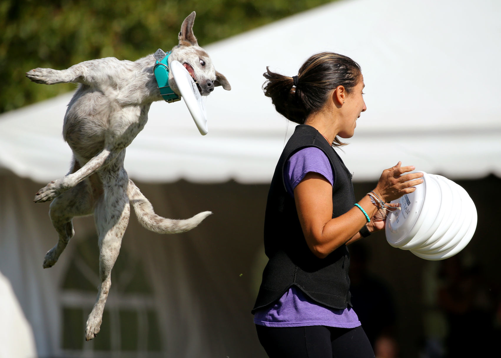 Incredible dogs compete at Purina Farms